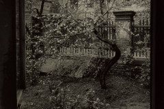 Josef Sudek, The Window of my Studio Spring in my Garden, Prague, 1954.