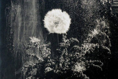 Paul Caponigro, Window and Still Life, 1958.