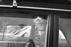 Vivian Maier, Chicago, 1966.